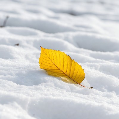 Yellow leaf on snow