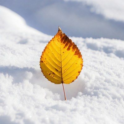 Yellow autumn leaf on snow