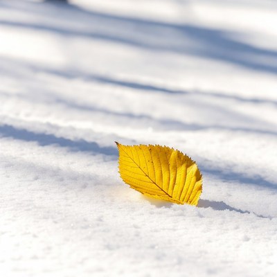 Yellow leaf on snow
