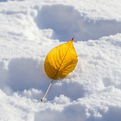 Yellow leaf on snow