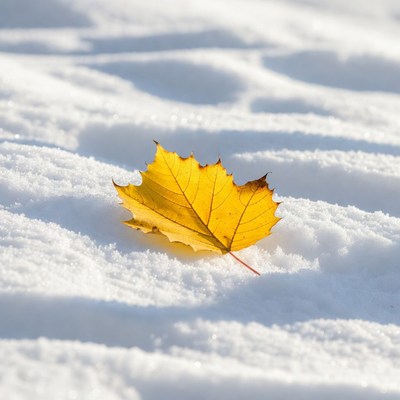 Yellow maple leaf on snow