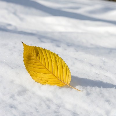 Yellow leaf on snow