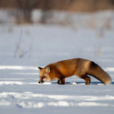 Red fox walking in snow