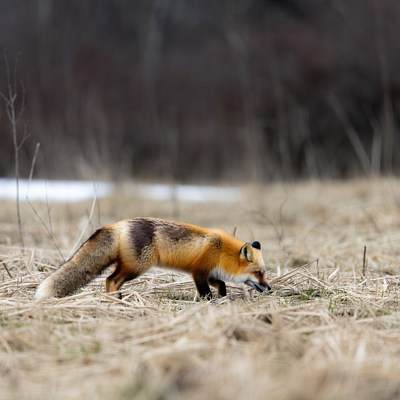 Red fox hunting in snowy field