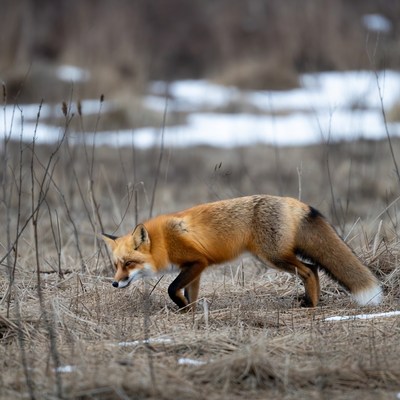 Red fox walking in snowy field