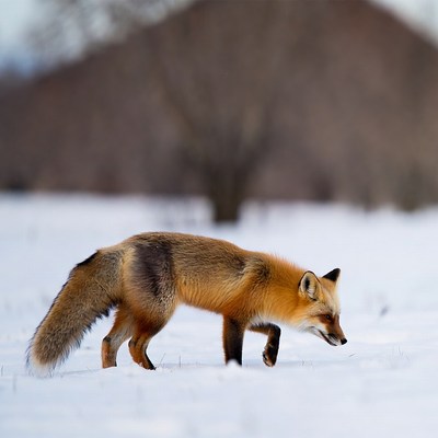 Red fox walking in snowy field