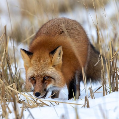 Red fox crouching in snowy grass