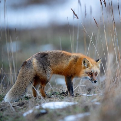 Red fox in snowy reeds