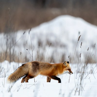 Red fox walking in snowy field