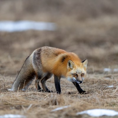 Red fox walking in snowy field