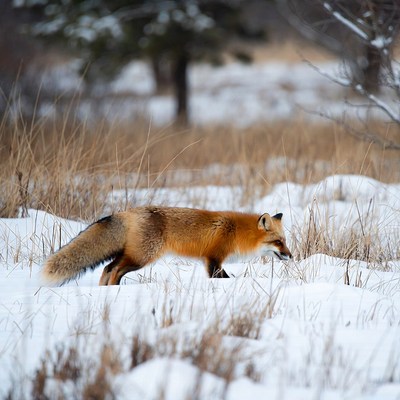 Red fox walking in snowy grass