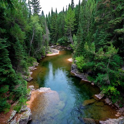Forest River Flowing Through Evergreen Woods