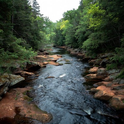 River flowing through forested rocky gorge