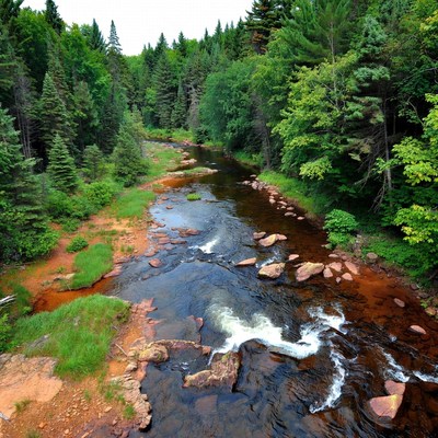 Forest River with Reddish Waters