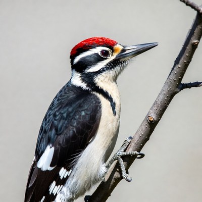 Red-headed Woodpecker on branch