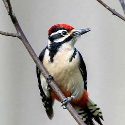 Red-headed Woodpecker on Tree Branch