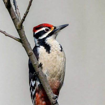Red-headed Woodpecker on Tree Branch