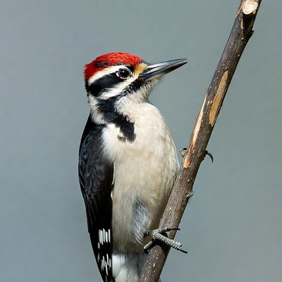 Red-headed Woodpecker on branch