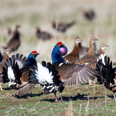 Male Blue Grouse Displaying Feathers