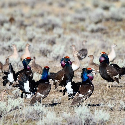 Group of Sage Grouse in Sagebrush