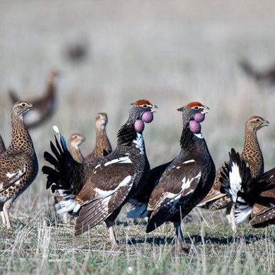 Sage Grouse Males Displaying Feathers