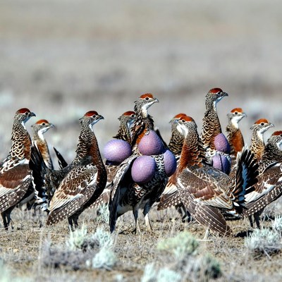 Group of Quail with Purple Eggs