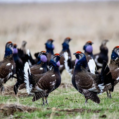 Group of Western Meadowlarks in grassland