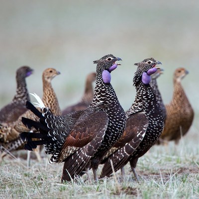 Group of Scaled Quail in Grassland