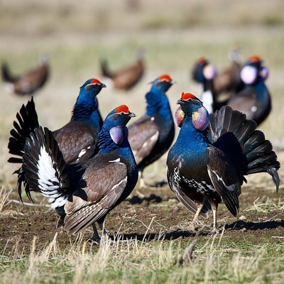 Group of Western Capercaillies in grassland