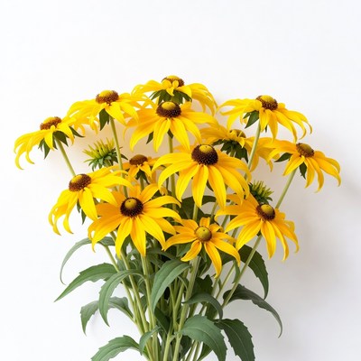 Yellow Coneflowers Bouquet on White