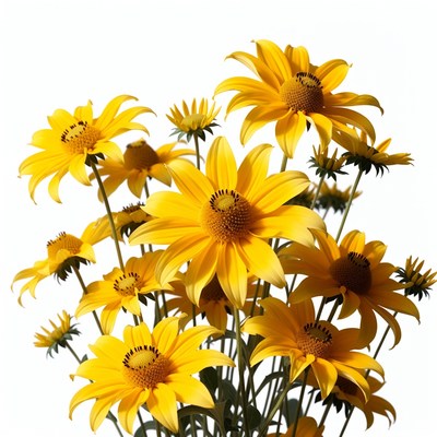 Bunch of yellow sunflowers