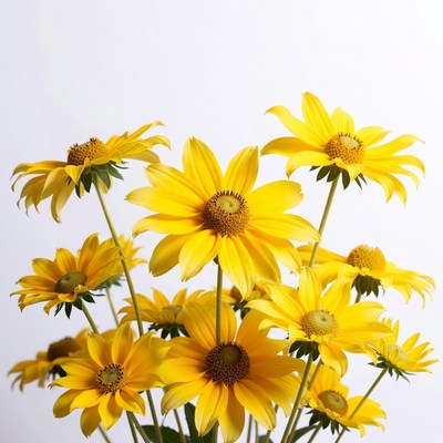 Yellow Sunflowers on White Background