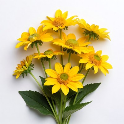 Bunch of yellow daisies on white