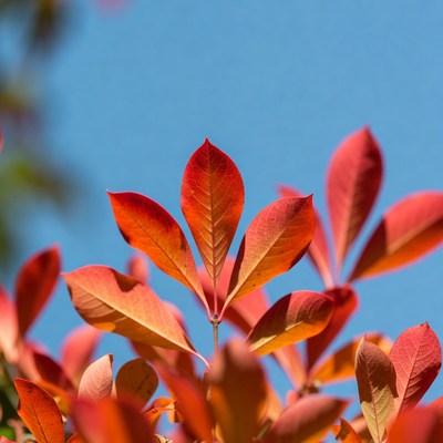 Red Autumn Leaves Against Blue Sky