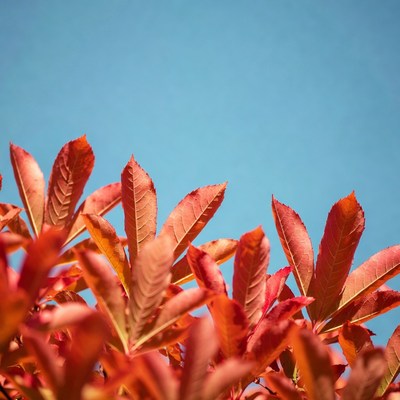 Red Autumn Leaves Against Blue Sky