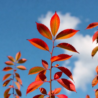 Red Autumn Leaves Against Blue Sky