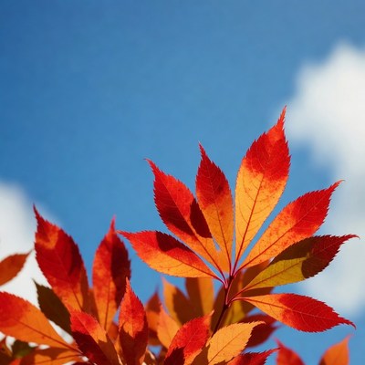 Red autumn leaves against blue sky