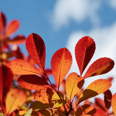 Red Autumn Leaves Against Blue Sky
