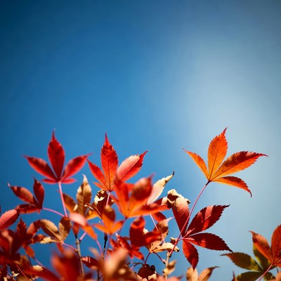 Red Maple Leaves Against Blue Sky