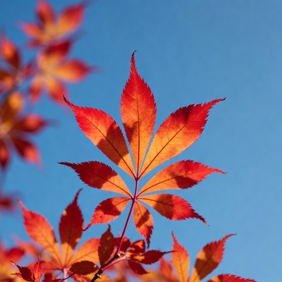 Red maple leaf against blue sky