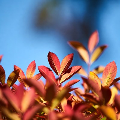 Red Autumn Leaves Against Blue Sky