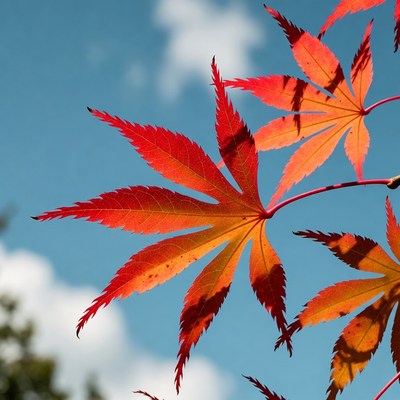 Red Maple Leaves Against Blue Sky