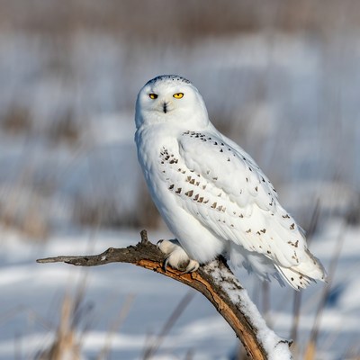 Snowy Owl Perched on Snowy Branch