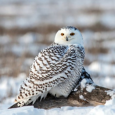 Snowy Owl Perched on Snowy Branch