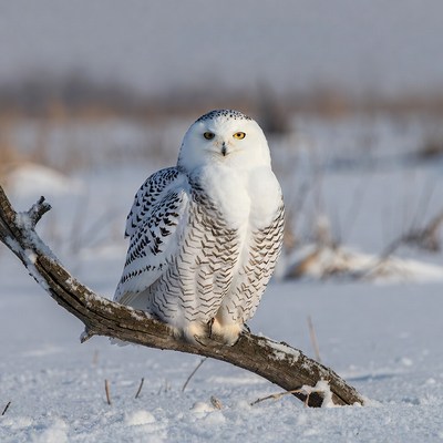 Snowy Owl Perched on Snowy Branch