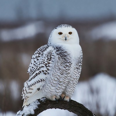 Snowy Owl Perched on Snowy Branch