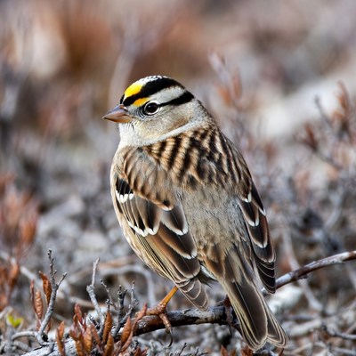 Savannah Sparrow on branch