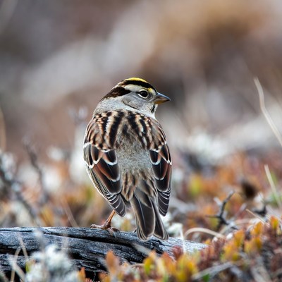 Song Sparrow on log