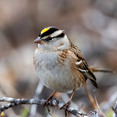 White-crowned Sparrow on branch