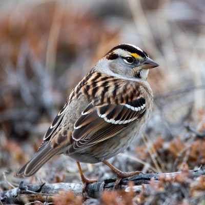 White-crowned Sparrow on grass